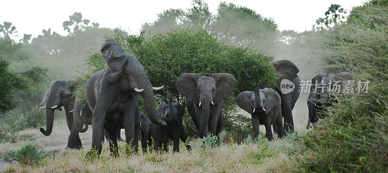 一大群非洲象，向前冲