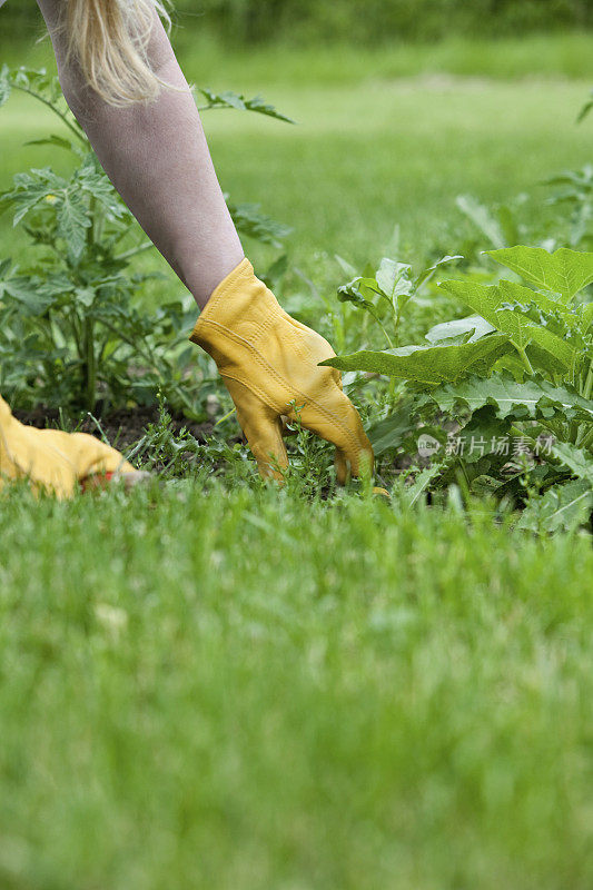 给花园除草