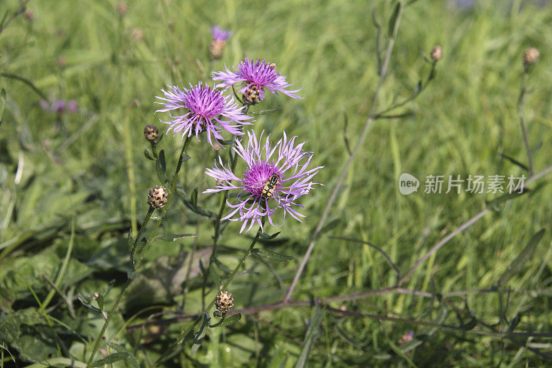 草地上的昆虫，大矢车菊