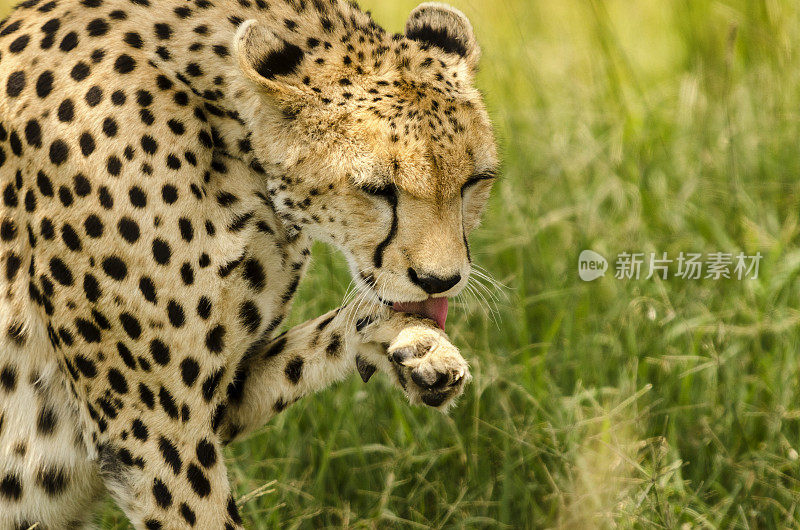 非洲坦桑尼亚，猎豹在舔爪子