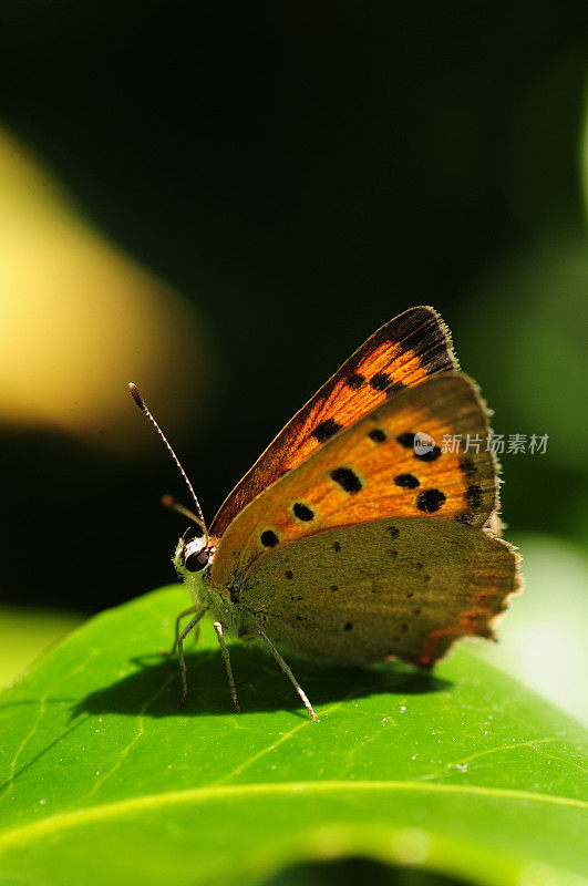 小铜蝴蝶，英国