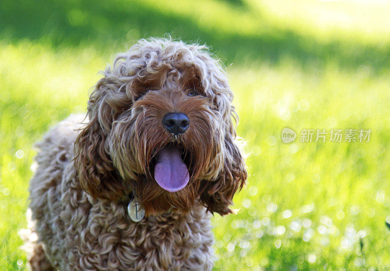 田野里美丽的长耳獚犬