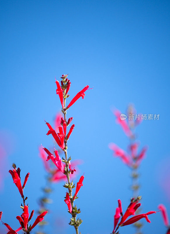 鼠尾草，菠萝鼠尾草