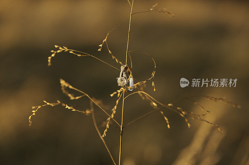 钻石戒指黄金时间小麦