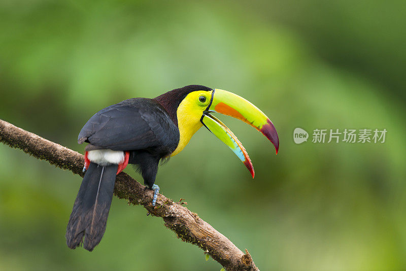 巨嘴鸟，一种在哥斯达黎加的鸟，叫硫磺怪鸟。