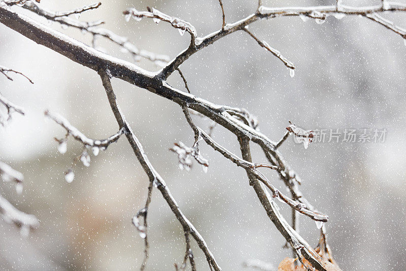 这是冬日里被冰雪覆盖的树枝的特写