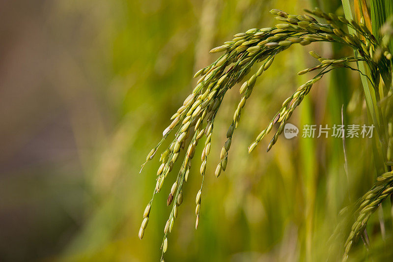 稻田里的稻子