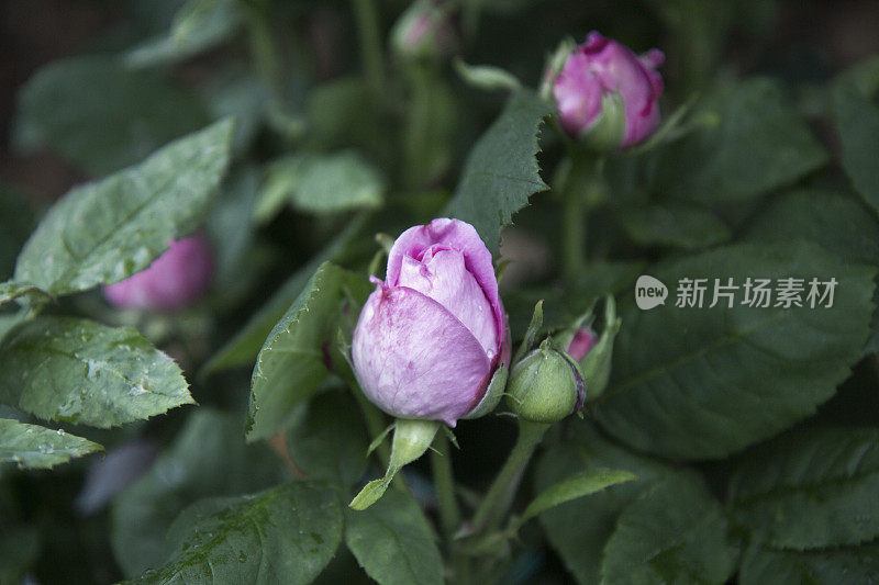 雨后玫瑰