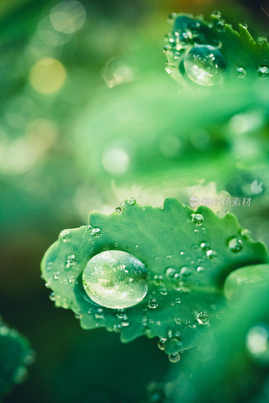 大自然背景:树叶上的雨滴和绿色的散景