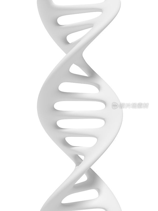 简化DNA链螺旋结构