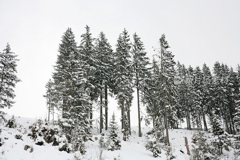 雪松树