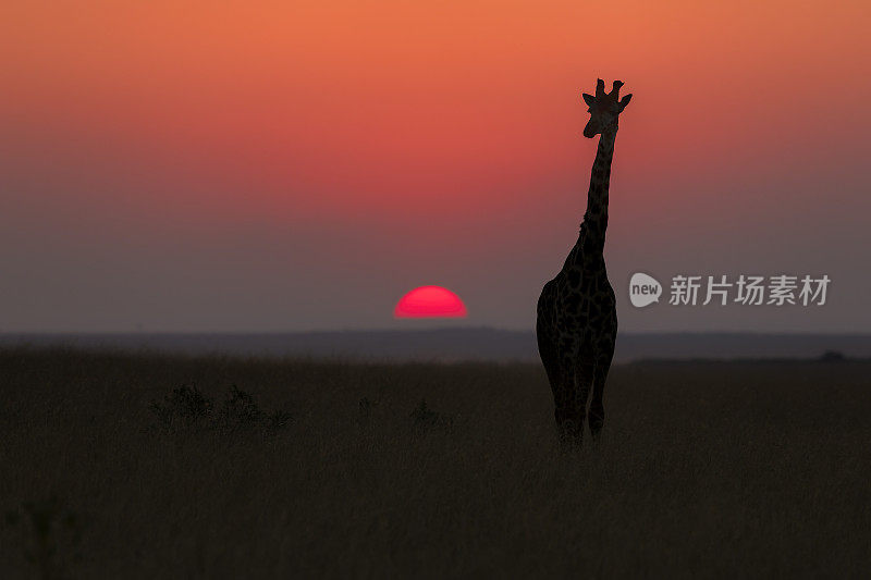日落时分的萨凡纳长颈鹿