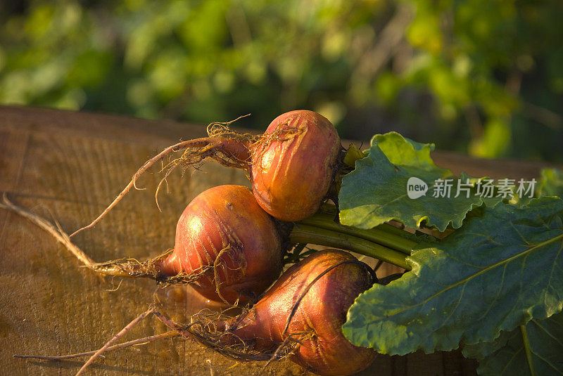 金甜菜根，自家种植的有机蔬菜