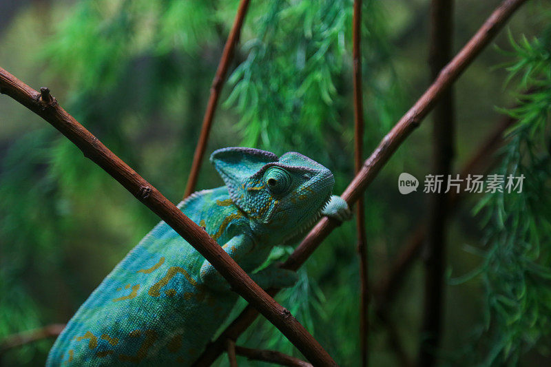 坐在植物茎上的绿色变色龙