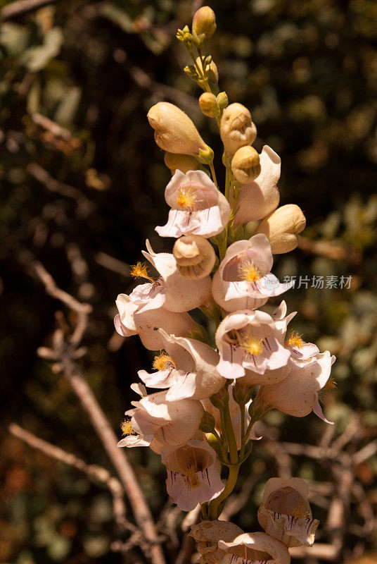 粉白色的Penstemon野花犹他州锡安国家公园