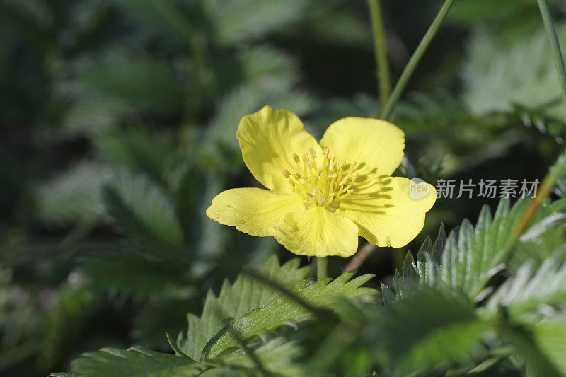 沼泽植物银草阿根廷鹅毛草与芦苇草