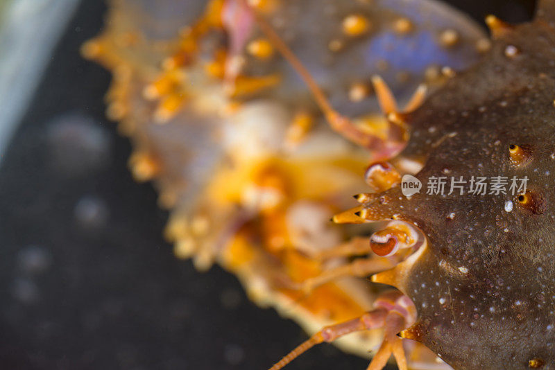 前田的头细节，大蟹在水中市场