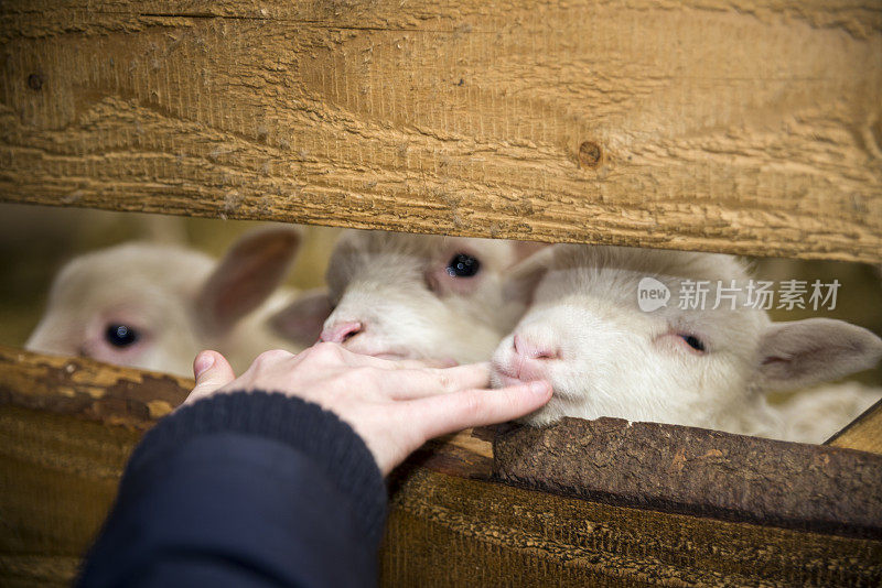 孩子的手在木棚里抚摸新生羊羔