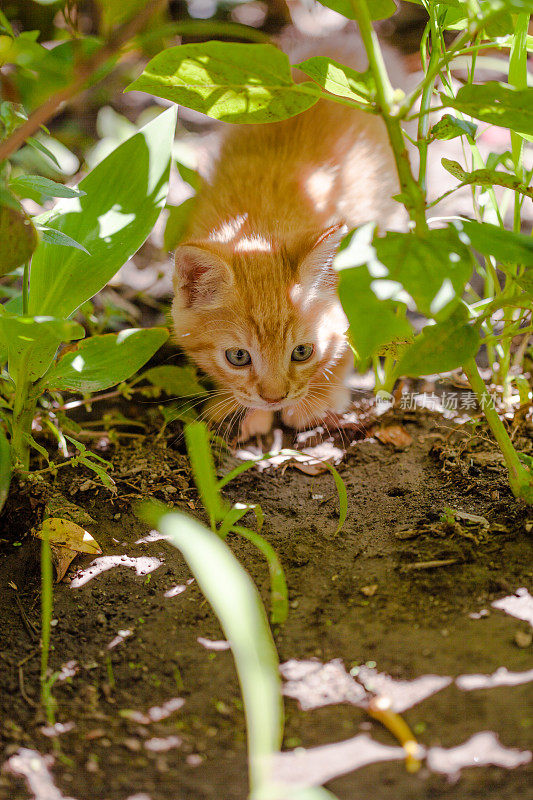 花园里的小猫