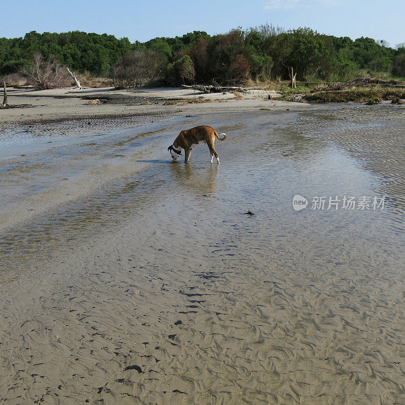狗只在SC公众蛤蚌滩的浅水区饮水
