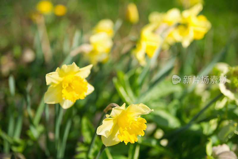 水仙花