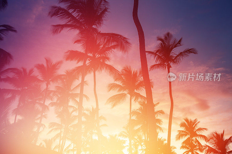 日落时的热带椰子树