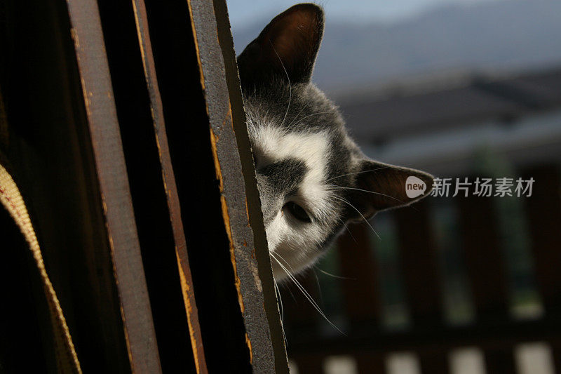 两只猫在阳台上玩耍