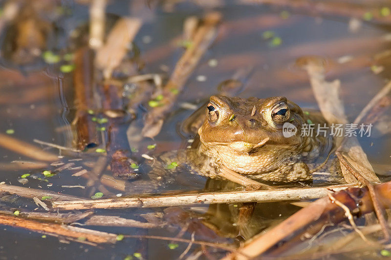 常见的蟾蜍