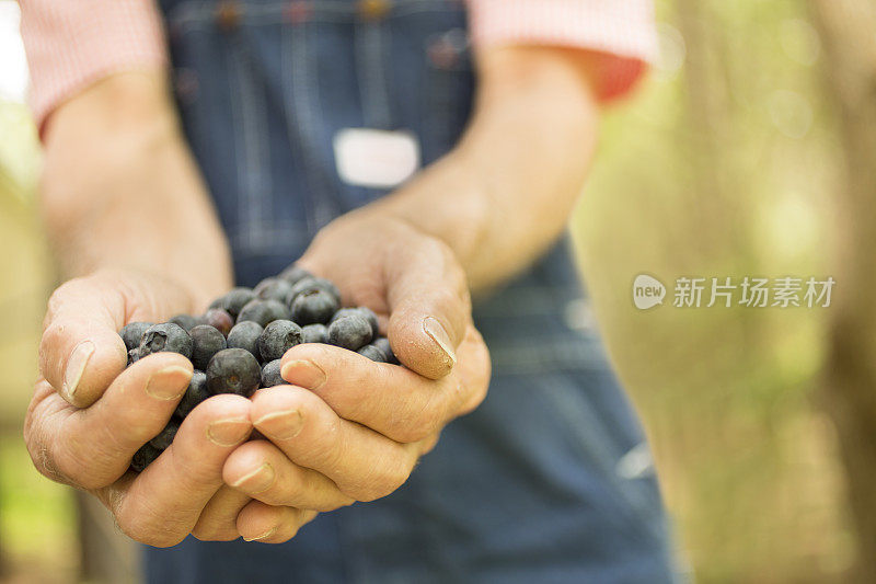 成年男性农民在农场采摘蓝莓。有机水果。