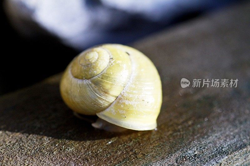 黄色蜗牛壳的特写