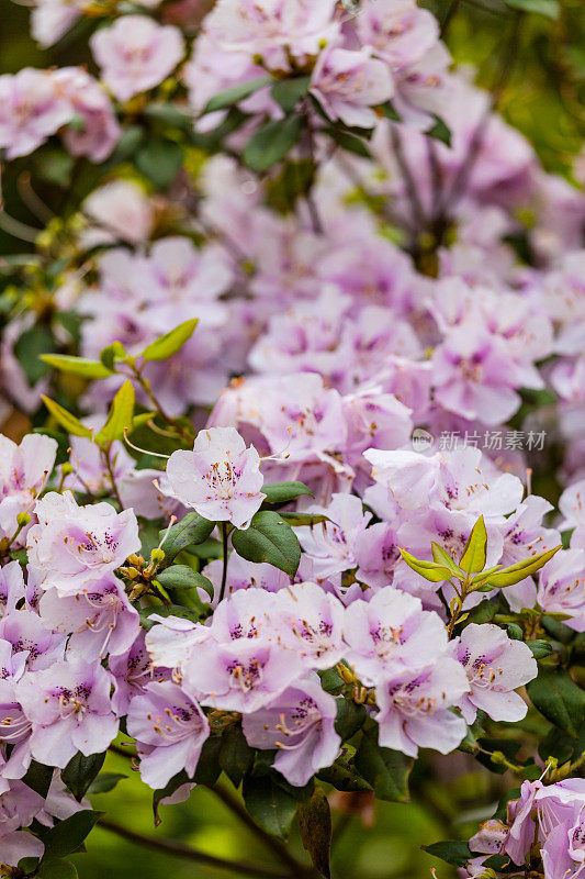 杜鹃花盛开