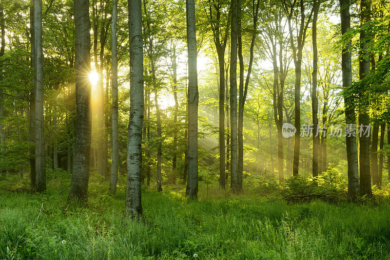 绿色天然山毛榉树森林，透过阳光透过雾照明