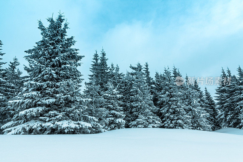 美丽的冬季景观和白雪覆盖的树木