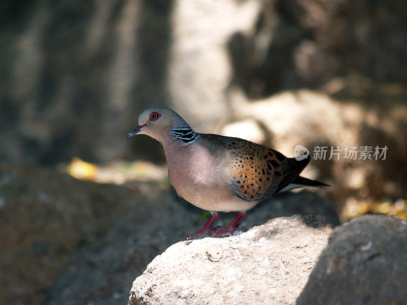 乌龟鸽子(链球菌)