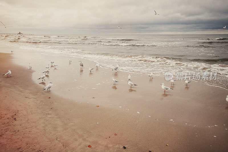 海滩上一群海鸥