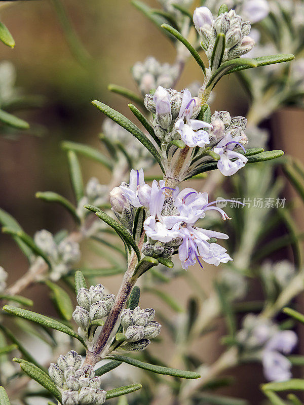 迷迭香属Officinalis