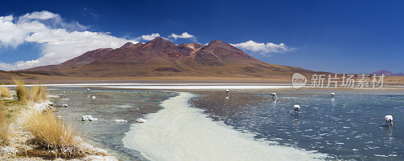 火烈鸟在玻利维亚高原的一个沙漠湖中
