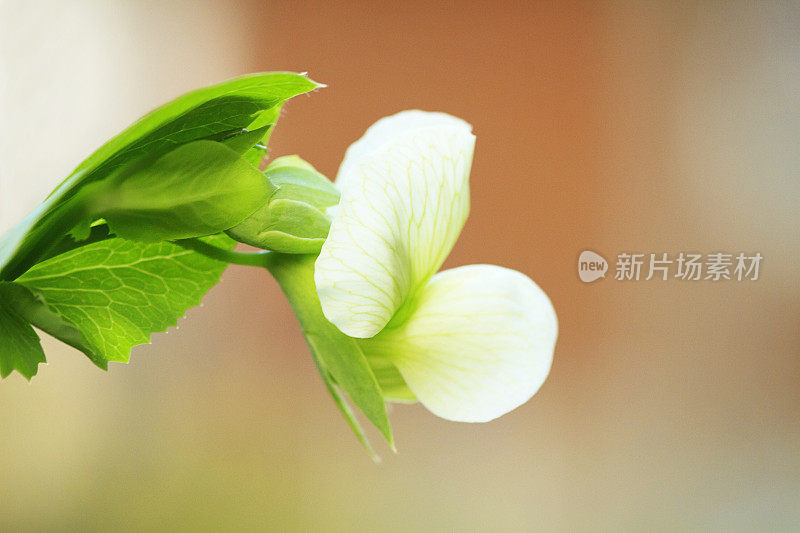 花园中白色的豌豆花特写