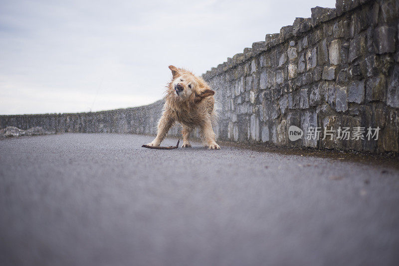 金毛猎犬抖掉水