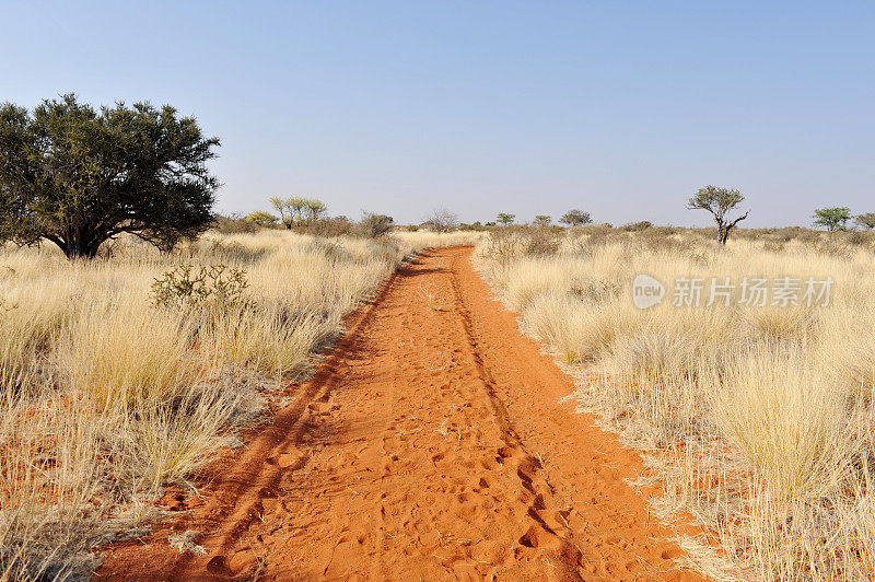 纳米比亚喀拉哈里沙漠的红沙乡村公路。