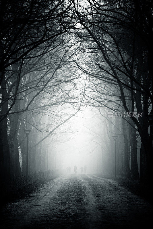 乡村道路上的树冠在雾中，没有人