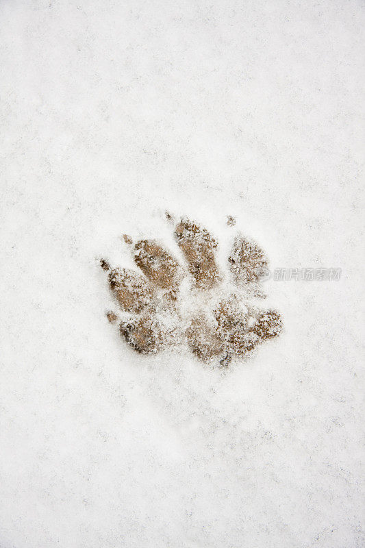 雪地上的狗或狼的脚印