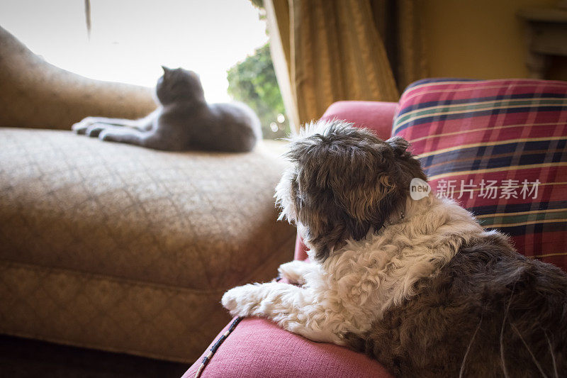 苏格兰折耳猫和西施犬往窗外看