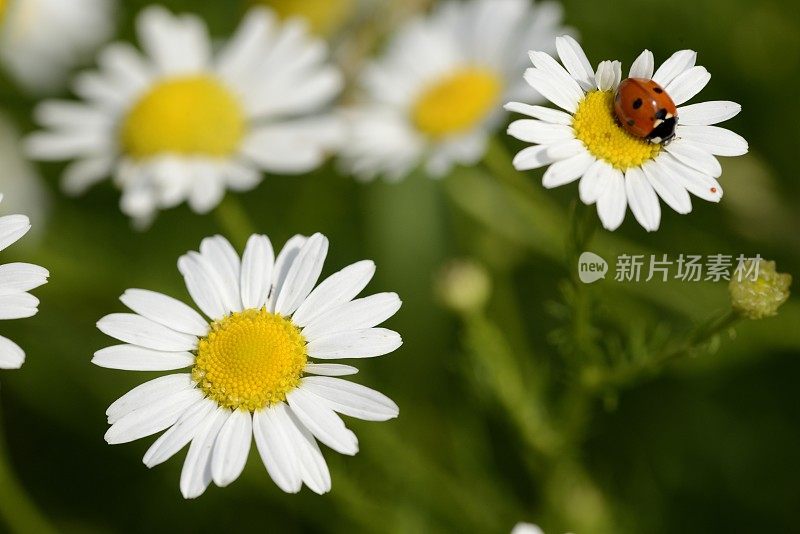 瓢虫吃洋甘菊花上的花粉