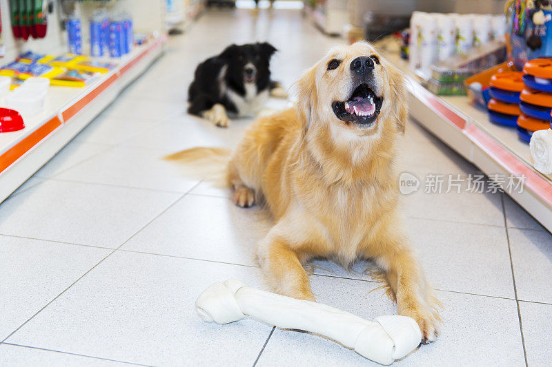 可爱的金毛猎犬和大宠物骨头在宠物店…边境牧羊犬就在他身后，躺着