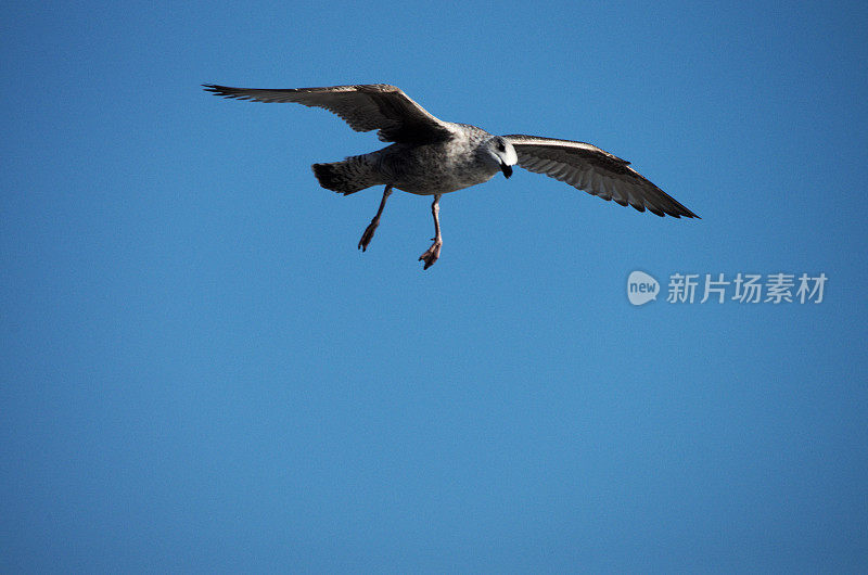 海鸥迎蓝天飞翔