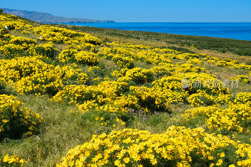 海峡群岛国家公园黄花草地，加利福尼亚