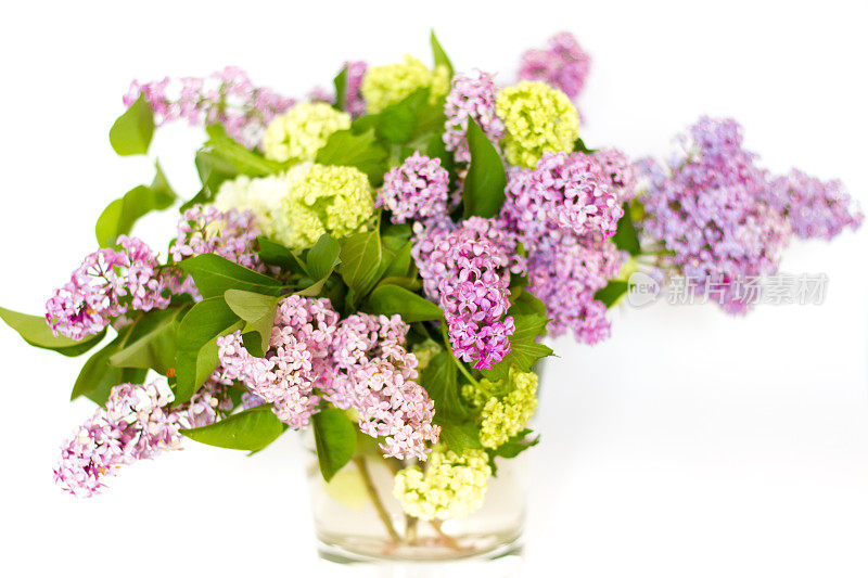 紫丁香和雪球荚蒾的花束;白色背景