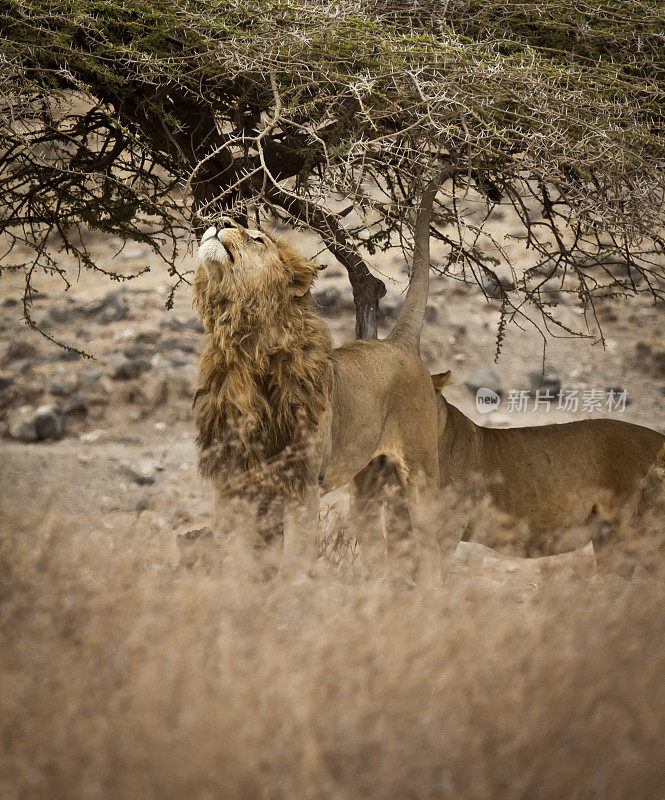 坦桑尼亚恩戈罗戈罗火山口，公狮子嗅着早晨的空气