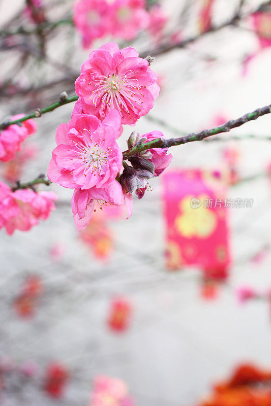 桃花在中国新年